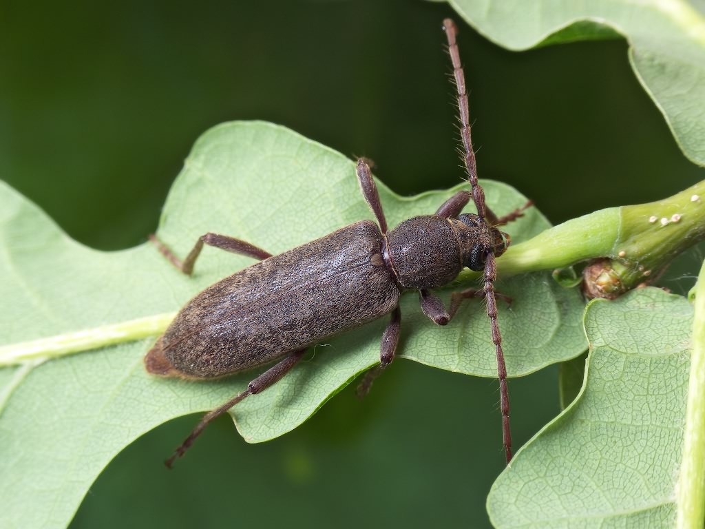 Trichoferus campestris (Faldermann, 1835)